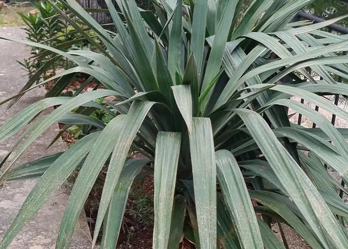 Appartement La Bombonera